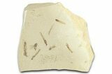 Crane Fly (Tipulidae) Mortality Plate - Green River Formation #360057-1